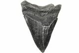 Serrated, 4.18" Fossil Megalodon Tooth - South Carolina - #203097-1